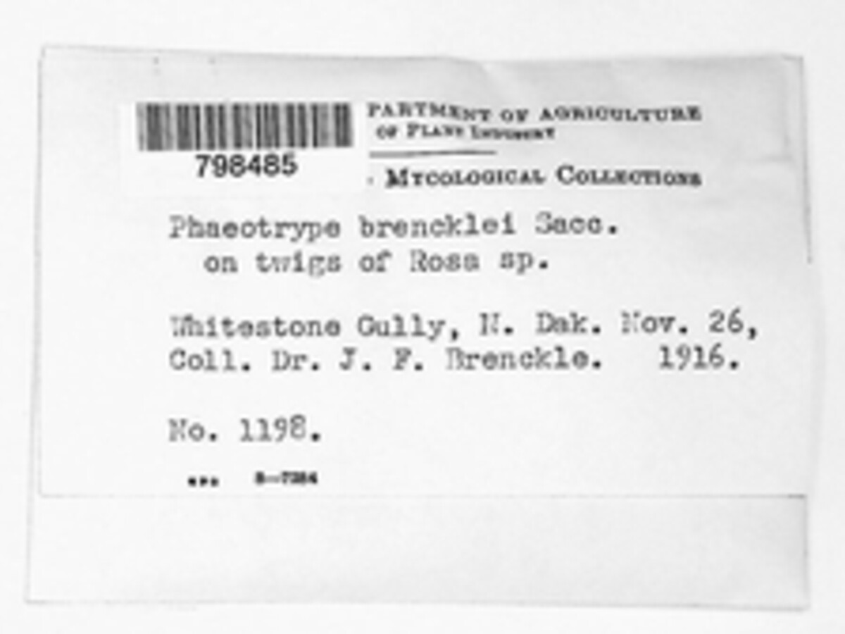 Phaeotrype brencklei image